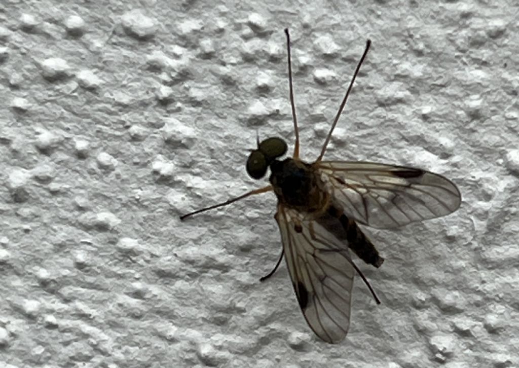 Rhagionidae : Chrysopilus sp.